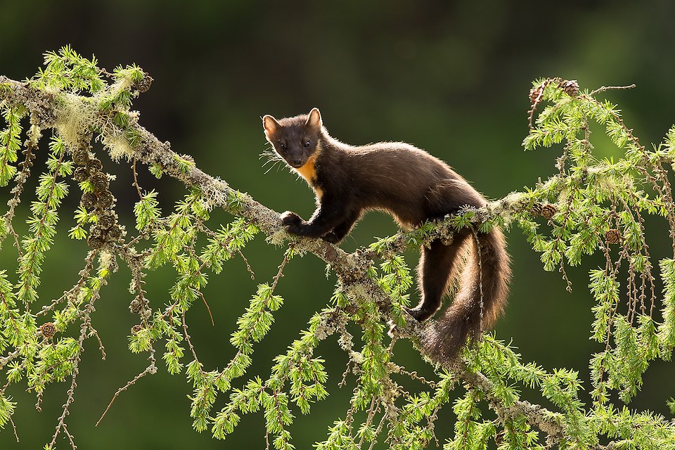 Pine Marten (Martes martes) backlit on larch branch, Scotland