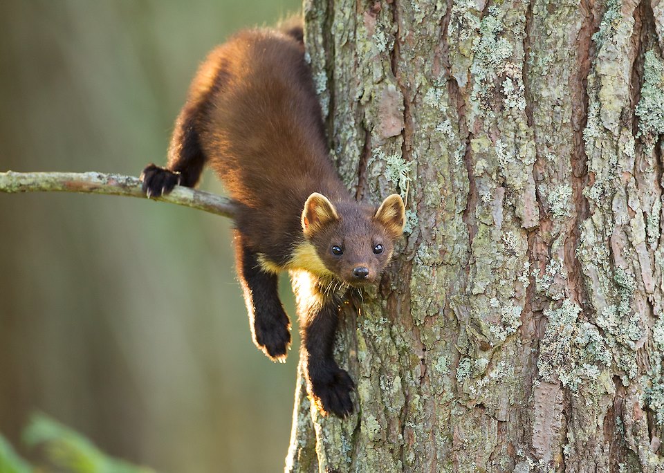 Pine marten Martes martes, Beinn Eighe NNR, Scotland, July