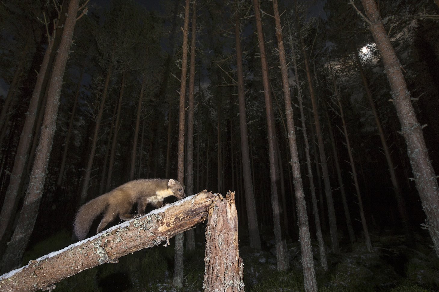 Pine marten (Martes martes) foraging at night, Cairngorms National Park, Scotland.