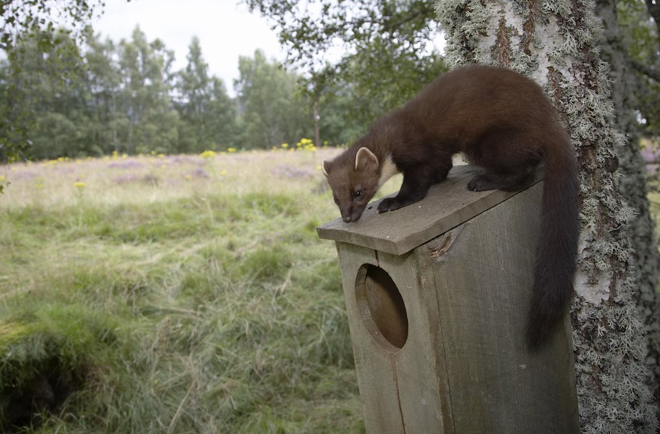 Pine marten (martes martes) on roof of goldeneye nesting box, Scotland.