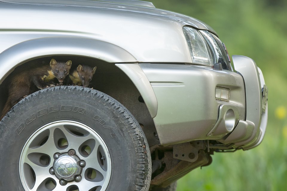 Pine marten pair (Martes martes) peering out from wheel arch of car, Ardnamurchan, Scotland.