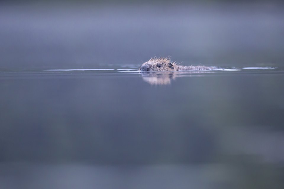 European beaver (Castor Fiber) swimming at dawn, Knapdale Forest, Argyll, Scotland.