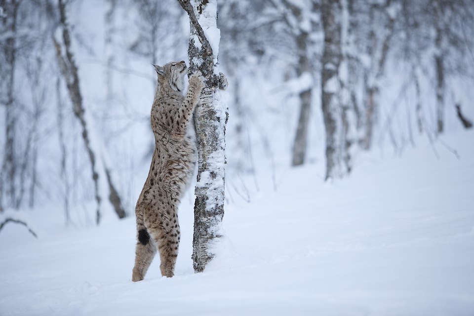 European Lynx (lynx lynx) in winter birch forest, Tromso, Norway (c)