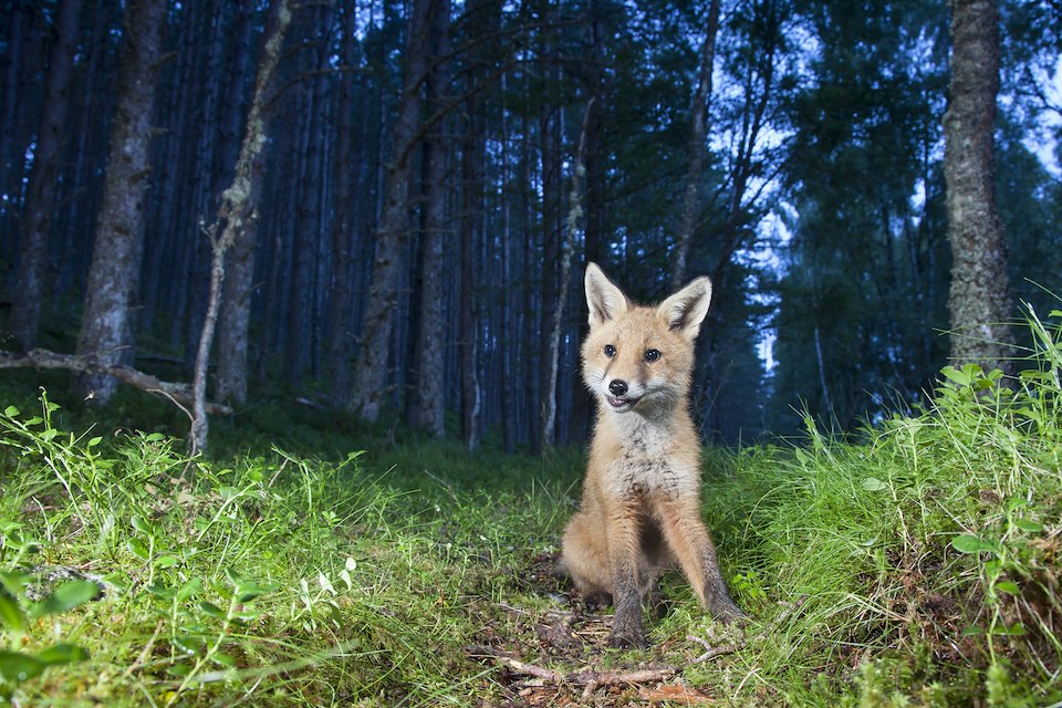 Red fox (Vulpes vulpes) cub in birch woodland at dusk, Glenfeshie, Scotland.