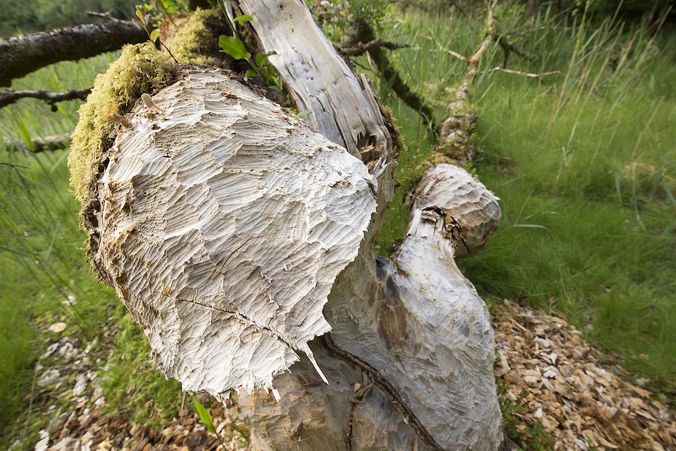 Alder tree felled by Europan beaver, Knapdale Forest, Argyll, Scotland.