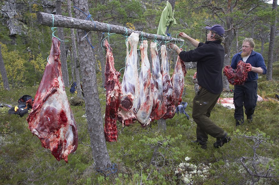 Recently shot elk is butchered in the forest and hung up awaiting collection during annual elk hunt held in September. Flatanger, Nord-Trondelag, Norway