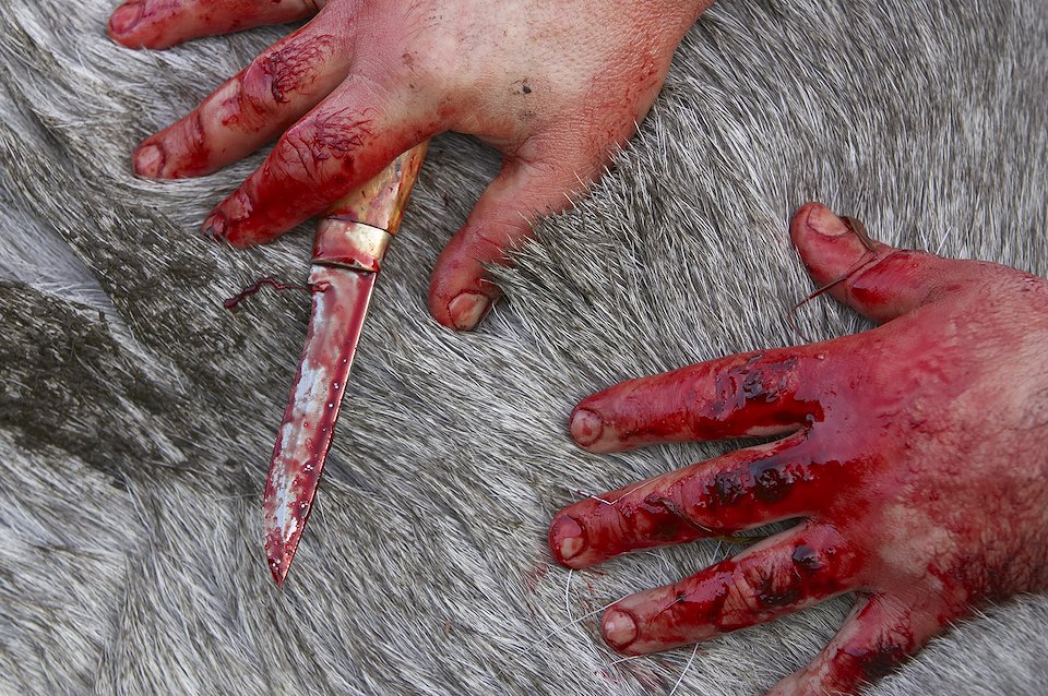 Close up/abstract of hunter's bloodied hands as he starts to skin recently shot elk, during annual elk hunt in September, Flatanger, Nord-Trondelag, Norway.