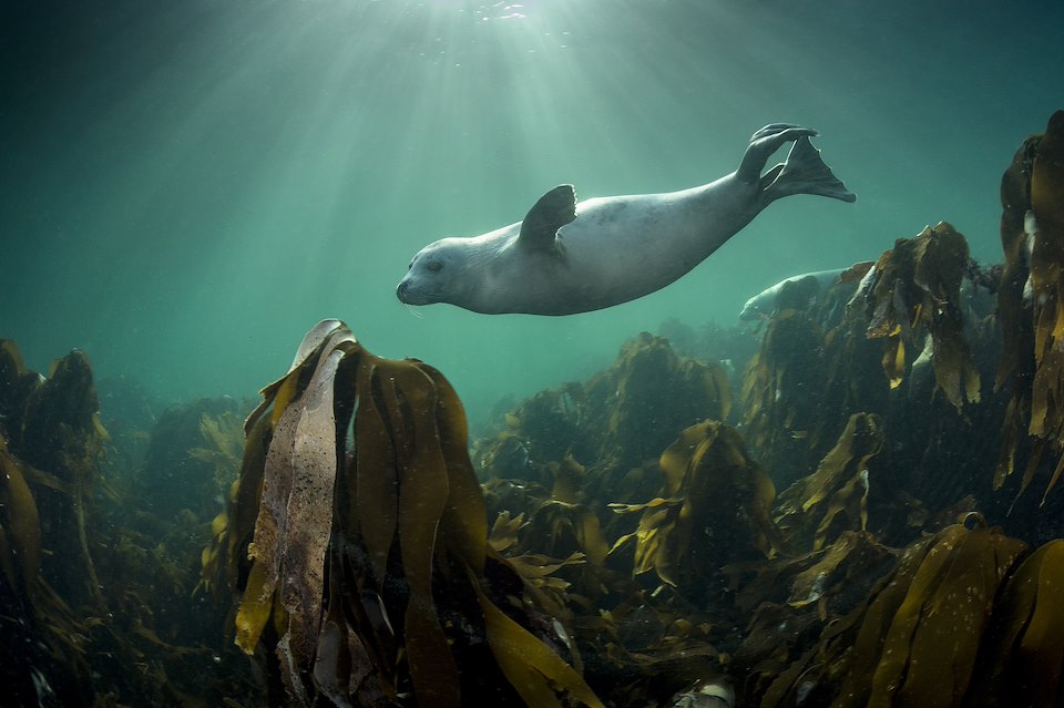 Grey seal (Halichoerus grypus) swimming over kelp forest Shetland Isles.