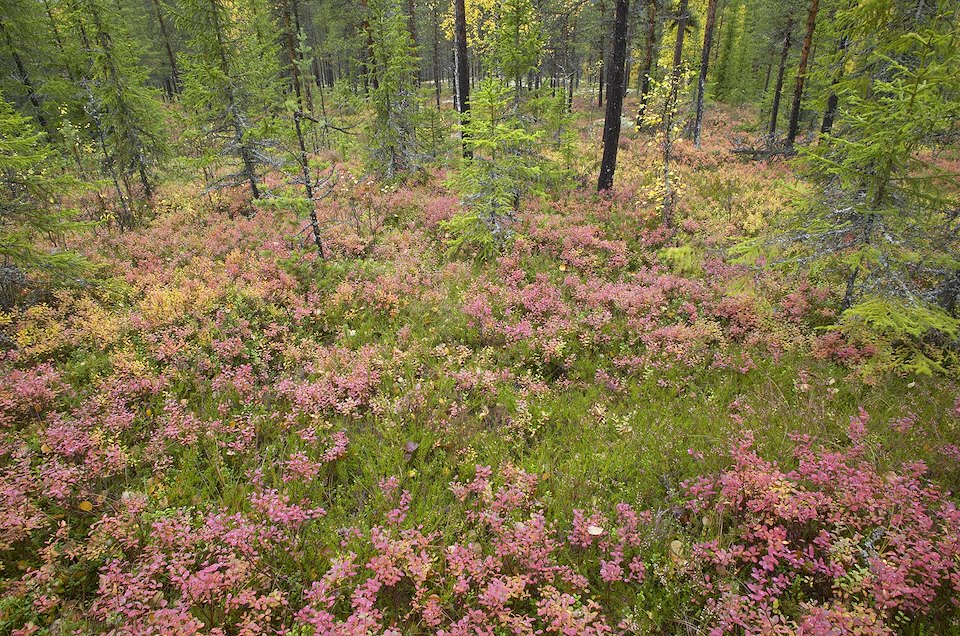 Rich autumnal colour on forest floor, Rendalen, Hedmark, Norway