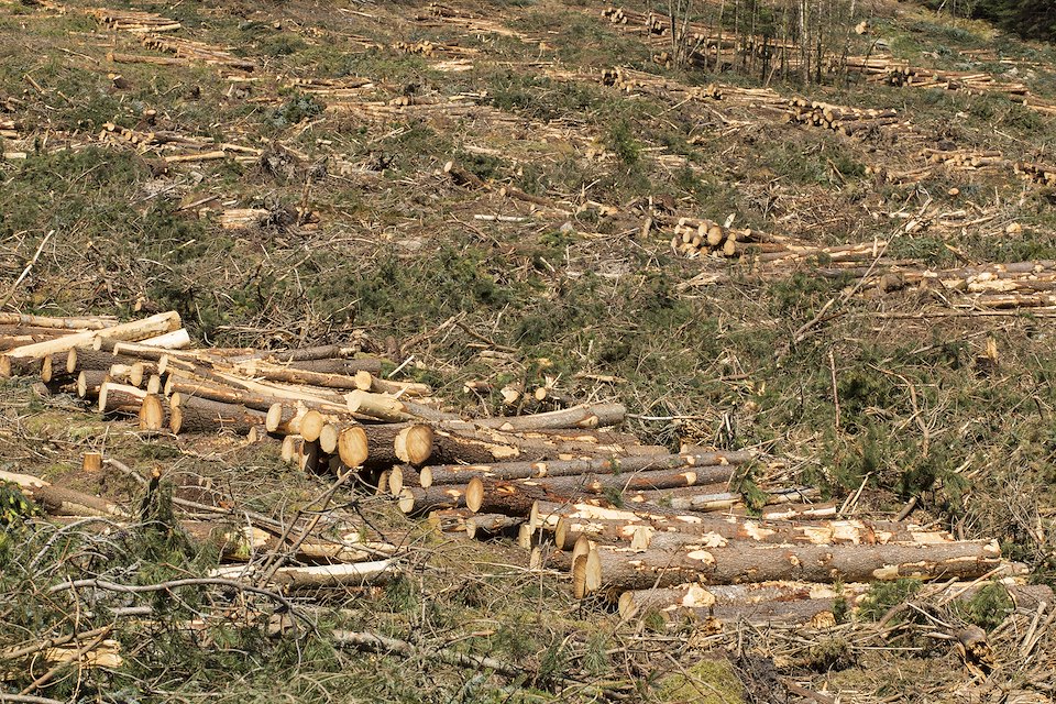 Felled pine trunks from plantation woodland, Lochaber, Scotland