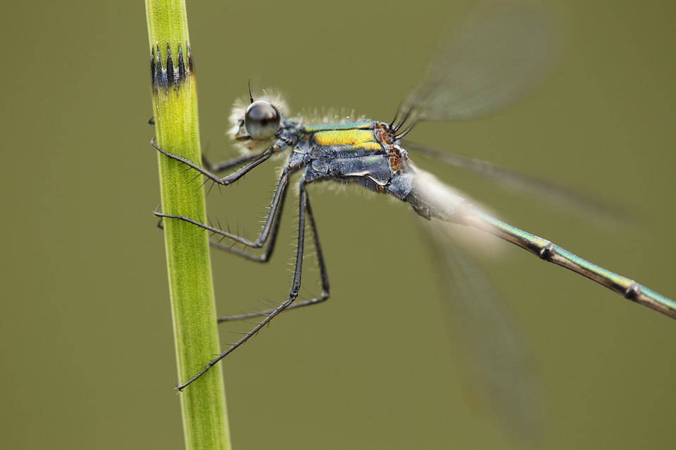 Emerald Damselfy (Lestes sponsa) close-up of adult male at rest, Cairngorms National Park, Scotland