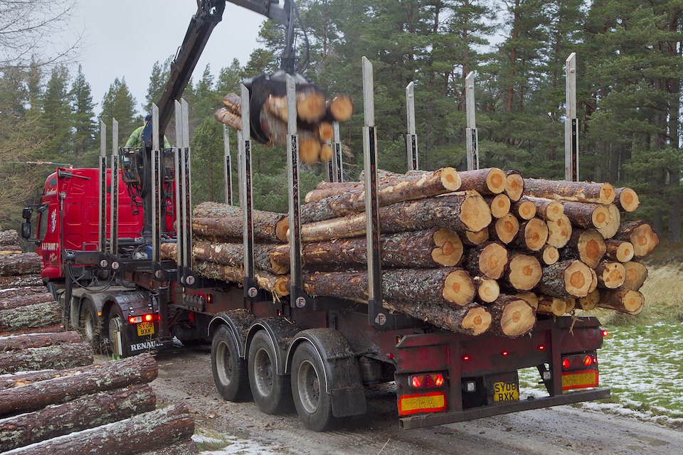 Timber transport lorry picking up harvested pines, Abernethy Forest, Cairngorms National Park, Scotland, UK