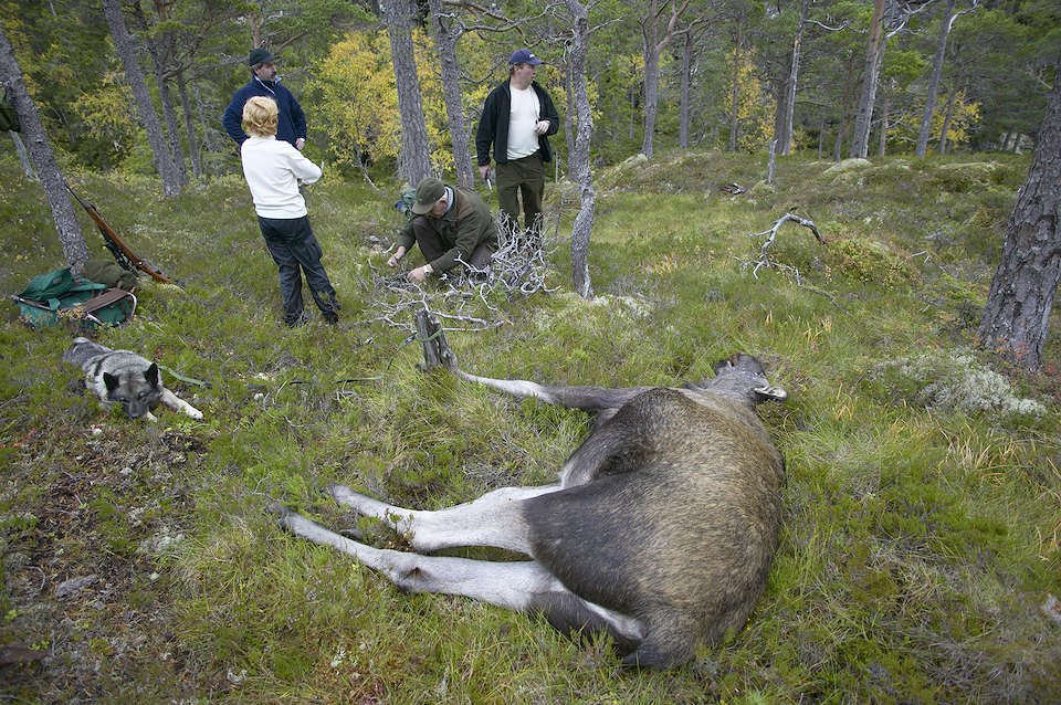 Hunters start to skin recentlty shot elk during annual elk hunt held in September. Flatanger, Nord-Trondelag, Norway