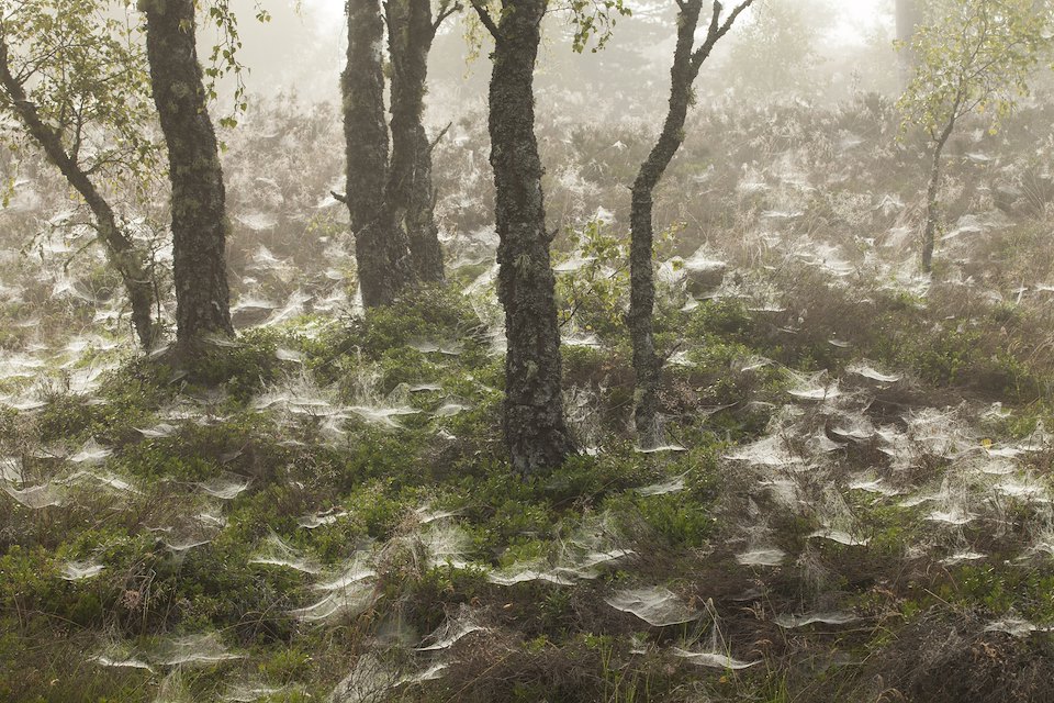 Dew-covered spider's webs in birch woodland, Cairngorms National Park, Scotland