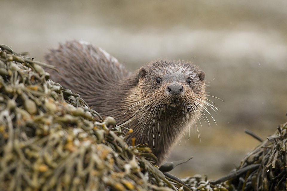 European Otter (Lutra lutra) amongst  kelp covered rocks on coast