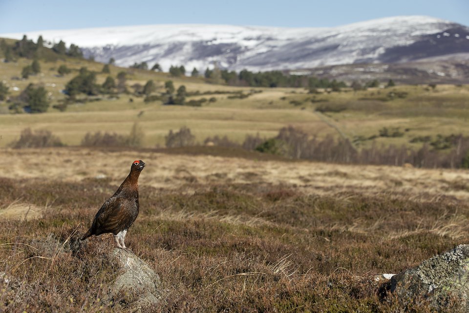 Red Grouse (Lagopus lagopus scoticus) in upland moorland habitat, Cairngorms National Park, Scotland