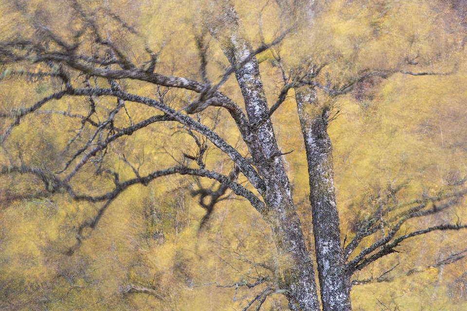 Autumnal birch blowing in the wind, Glen Strathfarrar, Scotland.