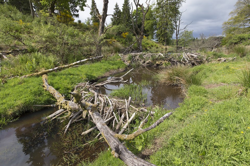 Beaver dam, Bamff Wildland, Scotland