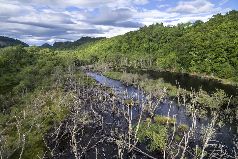 Knapdale Forest