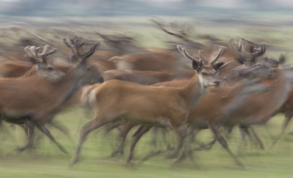 Red deer stags Cervus elaphus on the move. Oostvaardersplassen, Netherlands. June. Mission: Oostervaardersplassen, Netherlands, June 2009.