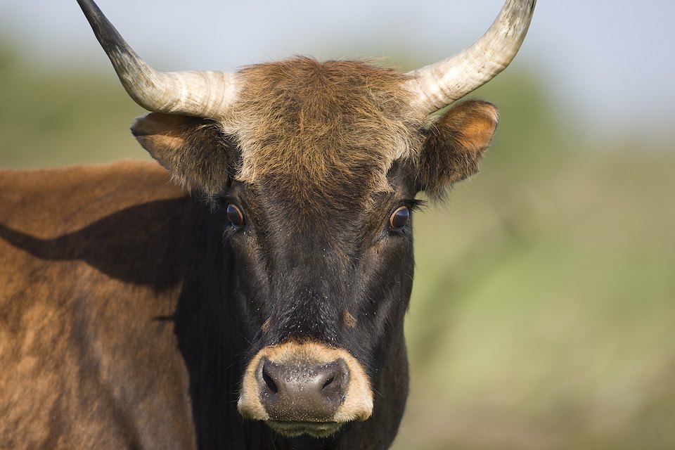 Heck cattle, close-up portrait of cow. Oostvaardersplassen, Netherlands. June. Mission: Oostervaardersplassen, Netherlands, June 2009.