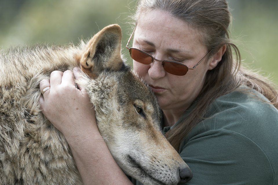 European Wolf (Canis lupis) , rests its head against female keeper, Anglian Wolf Society, Bedfordshire, England.