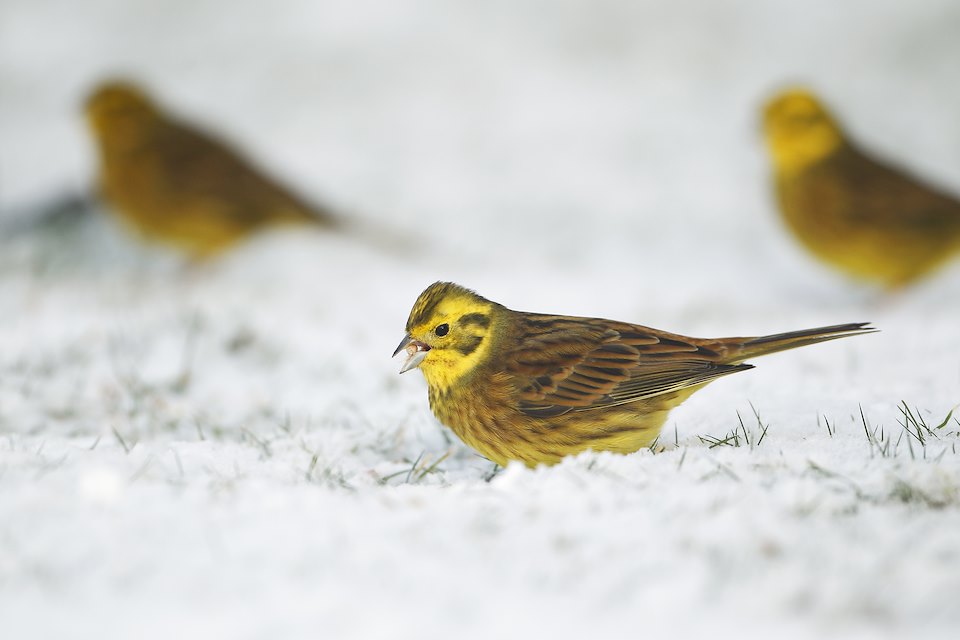 Yellowhammer (Emberiza citrinella) male feeding on ground in snow, Scotland, UK