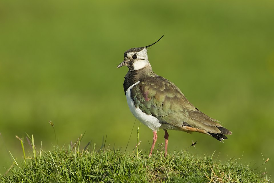 Lapwing Vanellus vanellus, adult in breeding plumage, Scotland, June