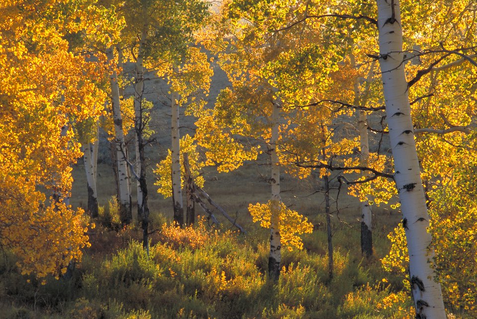 Birch trees in sunlight during fall, Yellowstone National Park, Wyoming, USA