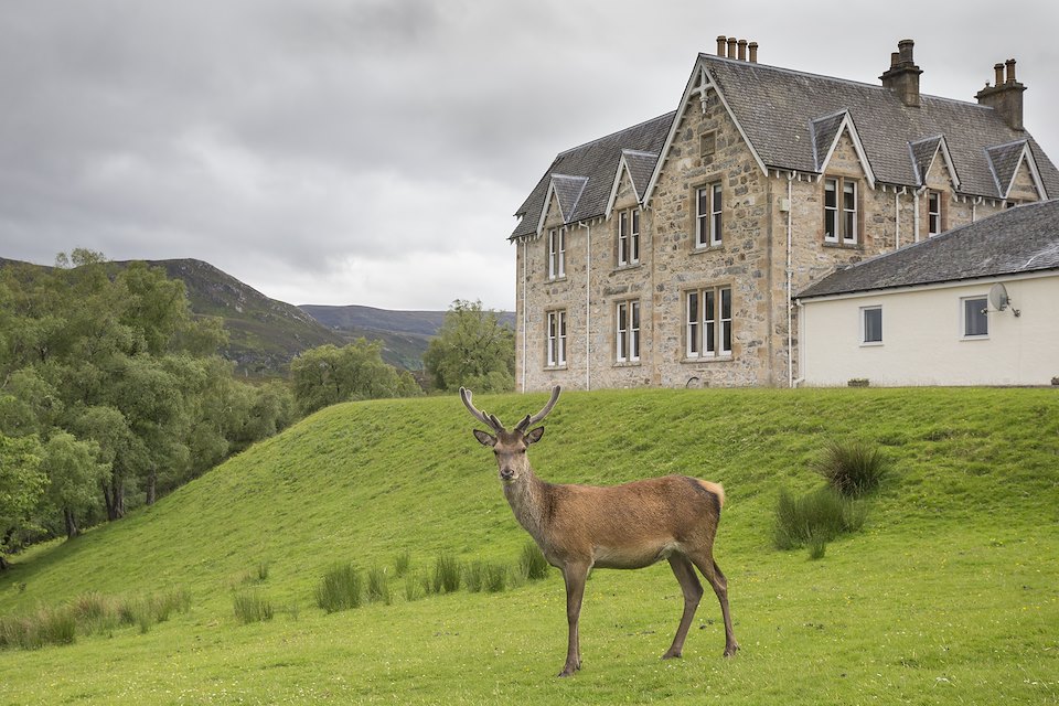 Red deer stag (Cervus elaphus) stood in front of Alldale Lodge, Sutherland, Scotland.