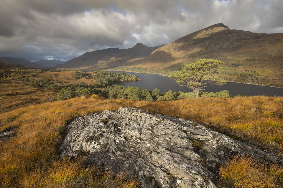 View over regenerating woodland alongside Loch Affric, Glen Affric, Scotland.