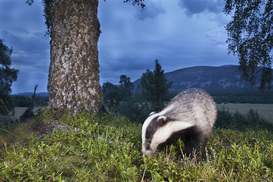 Eurasian badger (Meles meles) foraging at twilight, Cairngorms, Scotland.