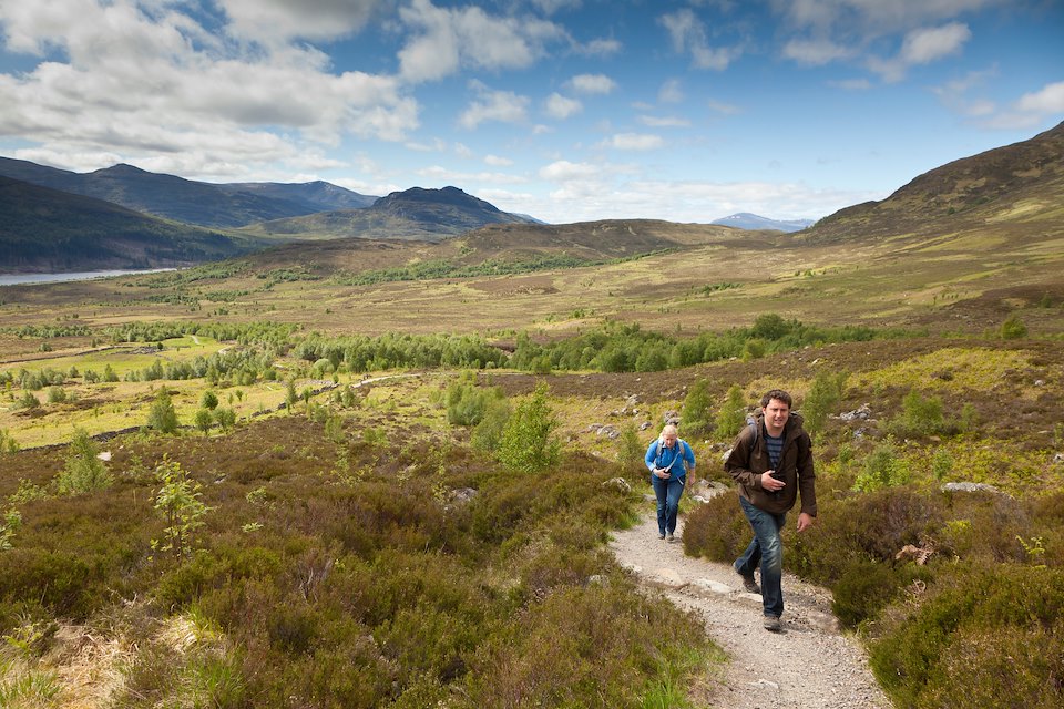 Walker on footpath through regenerating birch woodland, Creag Meagaidh National Nature Reserve, Badenoch, Scotland, UK