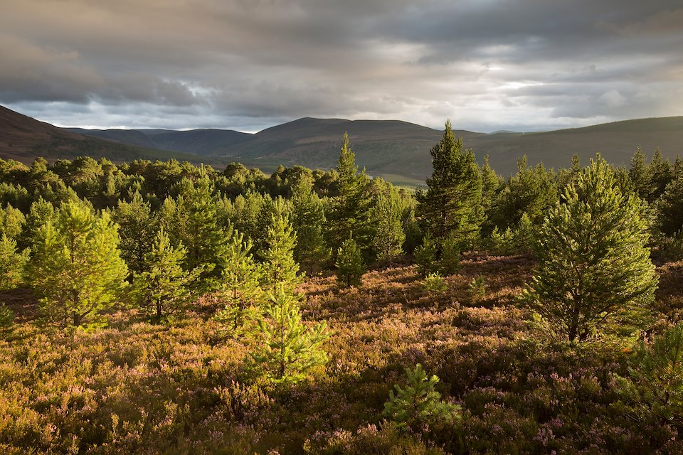 Dramatic evening light over regenerating pine woodland, Glenfeshie, Cairngorms National Park, Scotland.