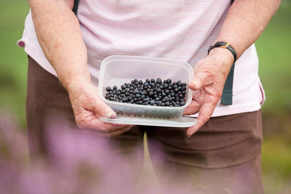 Lady collecting whinberries at Stiperstones Ridge, Shropshire, England.NO MODEL RELEASE