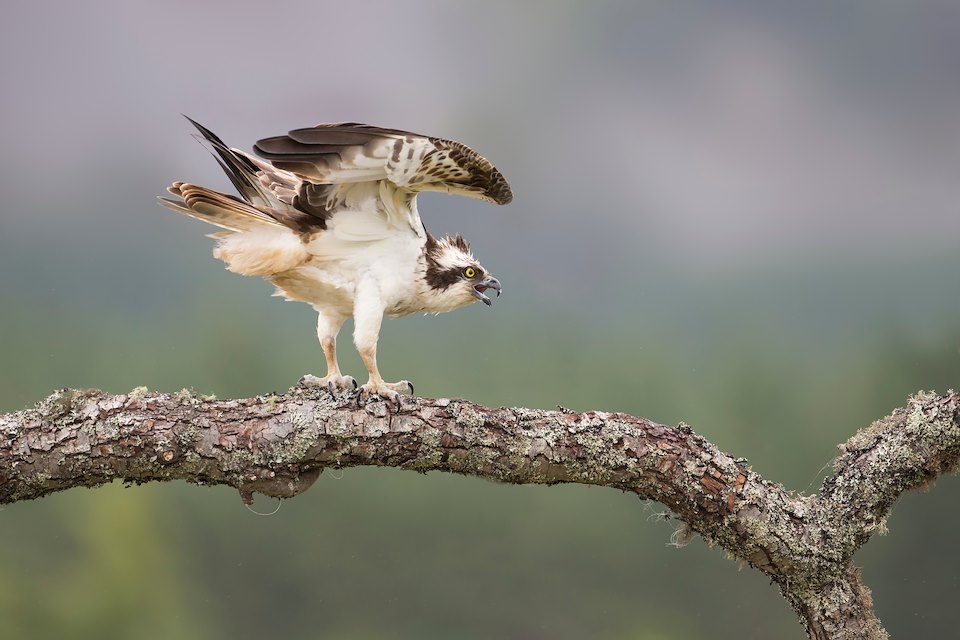 Osprey (pandion haliaetus) male perched on riverside bough, Glenfeshie, Scotland.