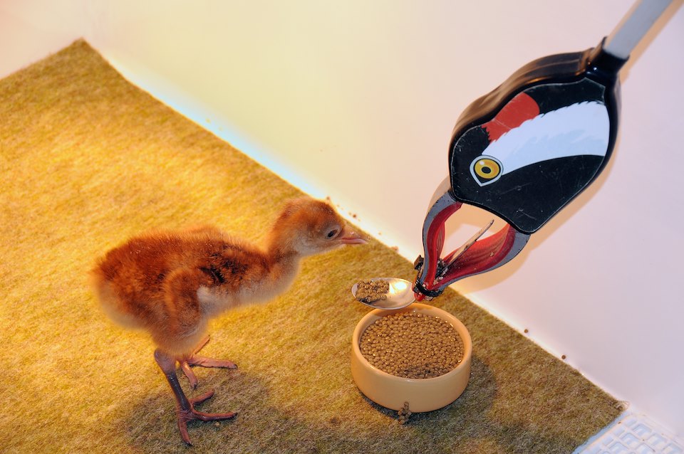 3 day old Eurasian / Common crane chick (Grus grus) under heat lamp attracted to  food offered by "crane head feeder". Captive WWT, Slimbridge.