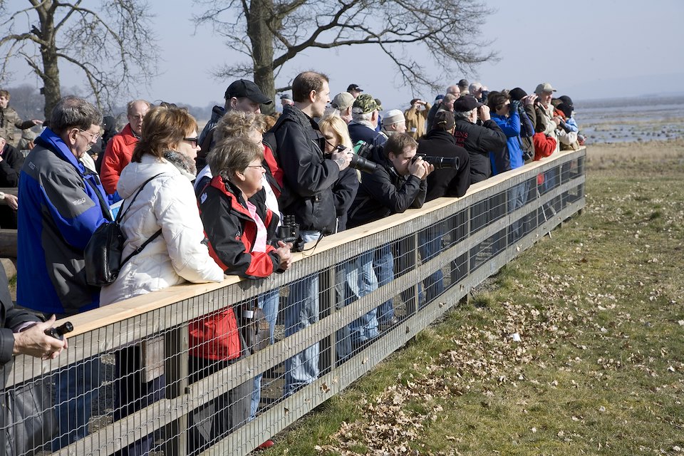 People watching Eurasian Cranes (Grus grus) during their spring stopover in Hornborga, Sweden.