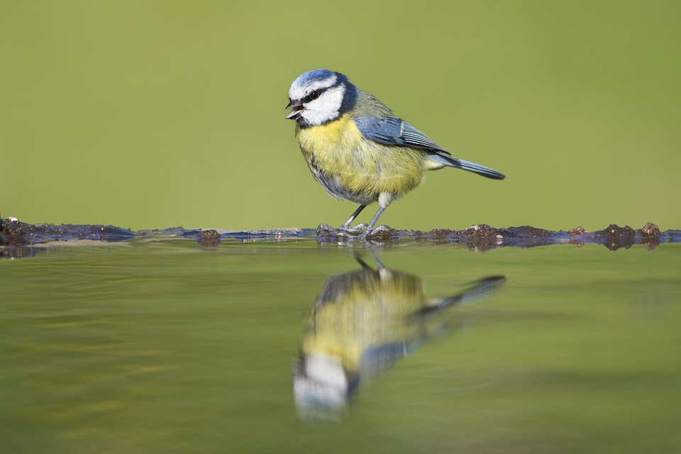 Blue tit Parus caeruleus drinking at garden pool. Scotland. May.