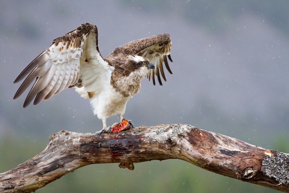 Osprey