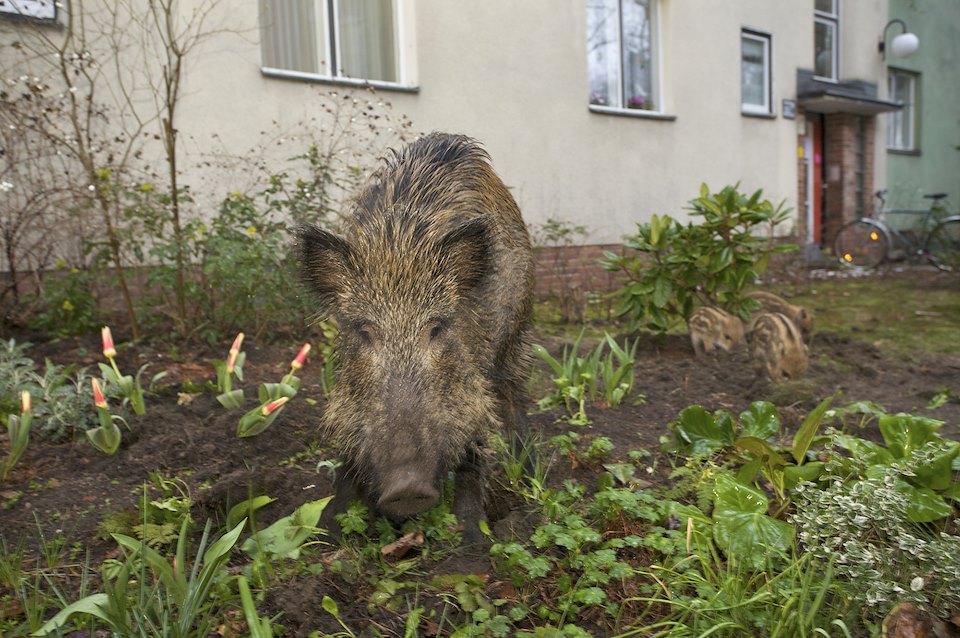 Wildschwein (Sus scrofa), Bache und Frischlinge wühlen in einem Blumenbeet in einem Vorgarten an der Argentinischen Allee, Berlin, Deutschland. Wild boar, sow and piglets grubbing a flower-bed in a frontyard in Berlin, Germany.