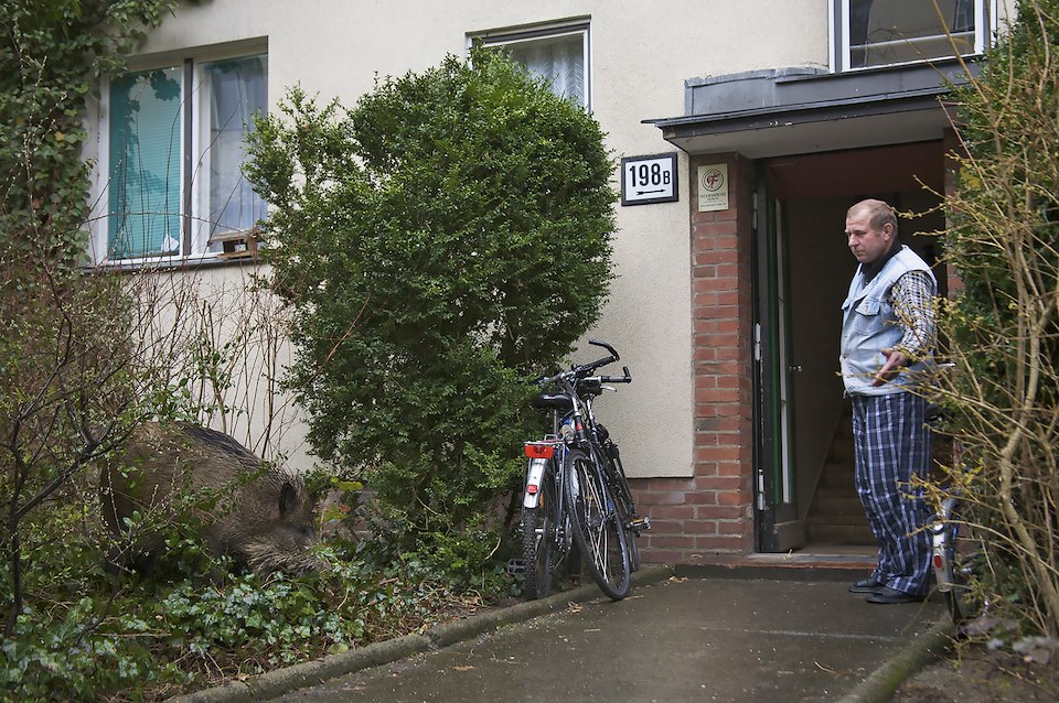 Mieter lädt Wildschwein (Sus scrofa) in sein Haus ein, Argentinische Allee, Berlin, Deutschland. Tenant inviting wild boar into his flat, Berlin, Germany.