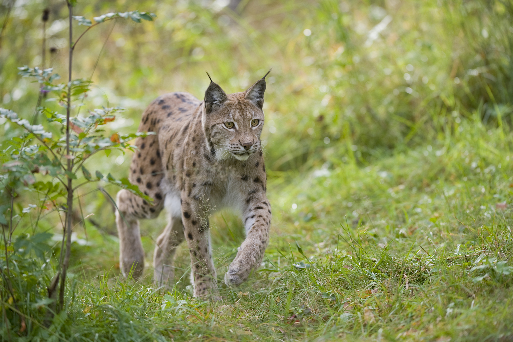 Image illustrating Lynx reintroduction discussed in Scottish Parliament for first time