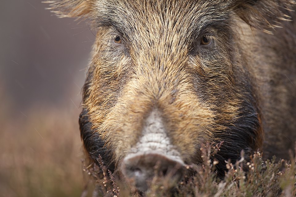 Wild boar (Sus scrofa) , part of woodland regeneration project, Alladale Reserve, Scotland