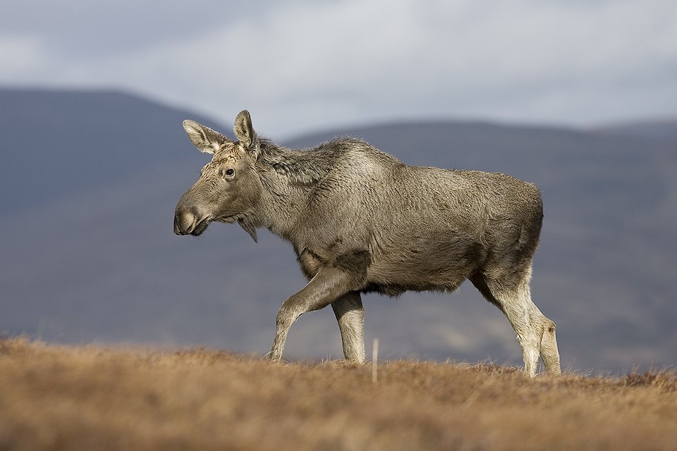 European elk (Alces alces) walking along ridge, Alladale Wilderness Reserve, Scotland.