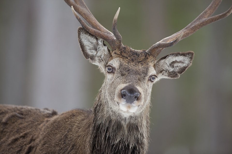 Red deer (Cervus elaphus) stag in winter pine forest, Cairngorms NP, Scotland.