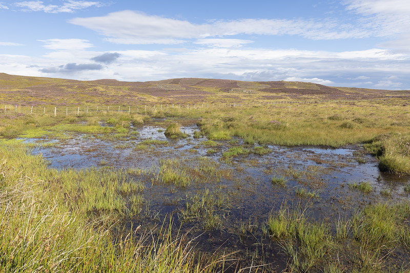 Wet flush on upland habitat, Muie Croft, Rogart, Sutherland