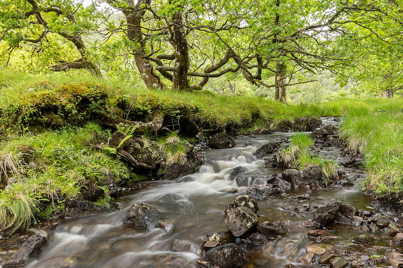 Ardura Community Woodland