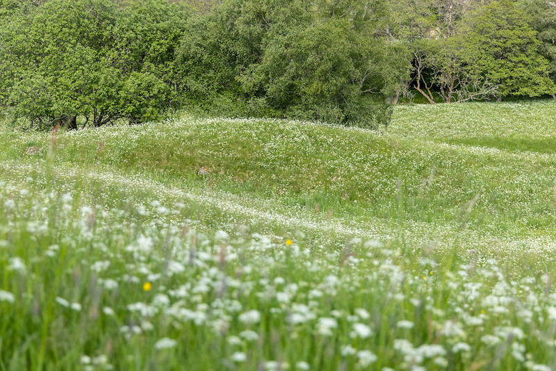 Wester Tullochcurran