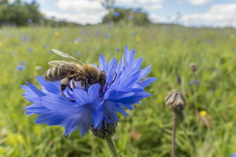 wildlife flower farm meadow with honey bee in foreground, by philip price doune, scotland argaty farm